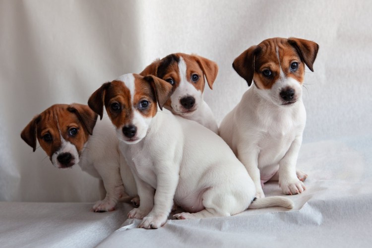 Джек-Рассел-терьер щенок