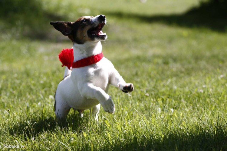 Джек-Рассел-терьер мини щенок