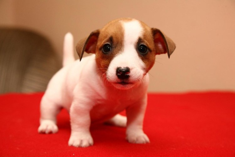 Джек Рассел щенок