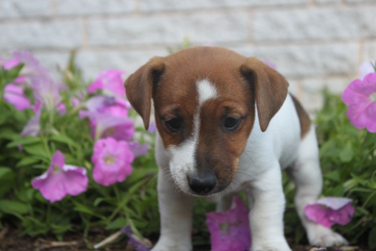 Джек Рассел терьер трехцветный