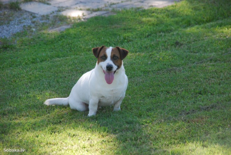 Джек-Рассел-терьер рост щенка