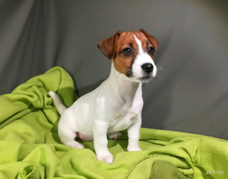 Карликовый Джек Рассел терьер