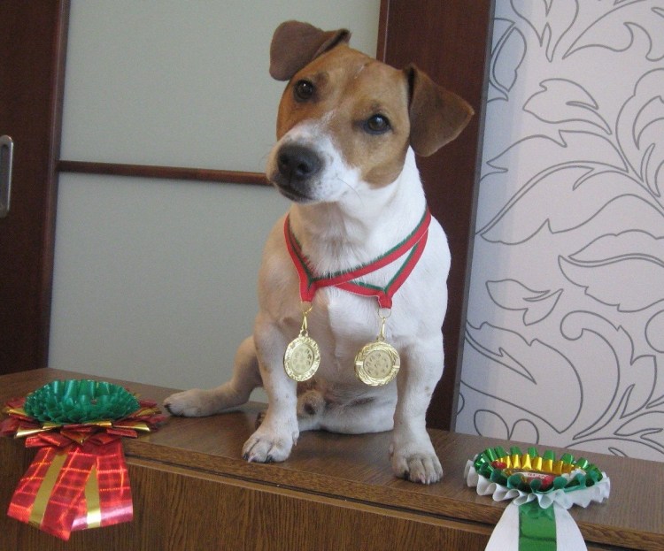 Джек-Рассел-терьер коротколапый