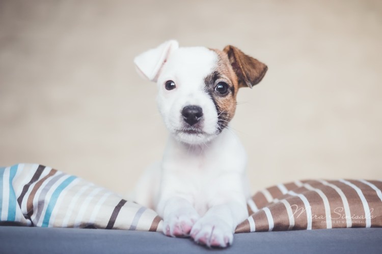 Джек Рассел терьер далматинец