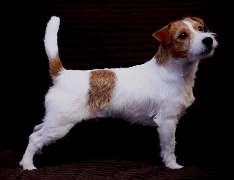 Джек Рассел терьер Брок