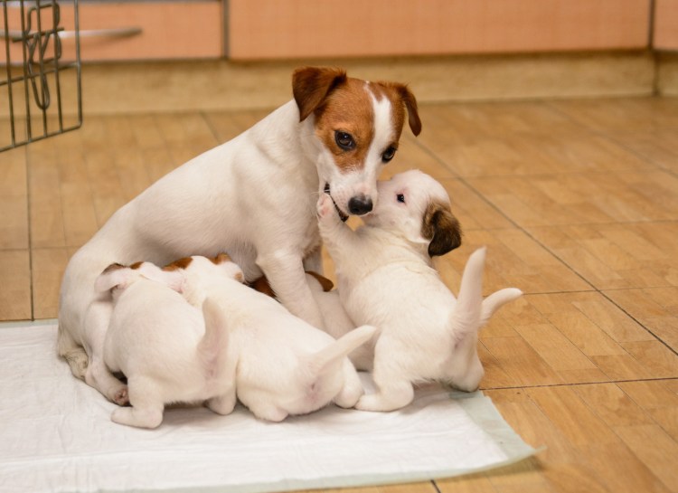 Джек-Рассел-терьер Бровн