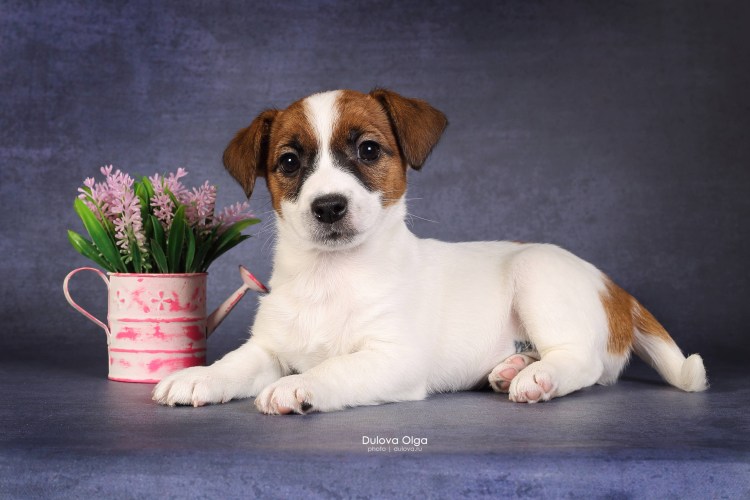 Собачка Джек Рассел терьер