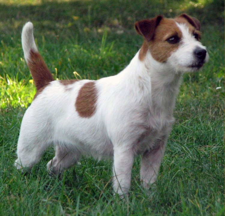 Джек Рассел Брокен Лайт