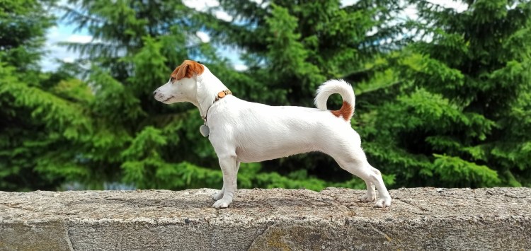 Джек-Рассел-терьер коротколапый