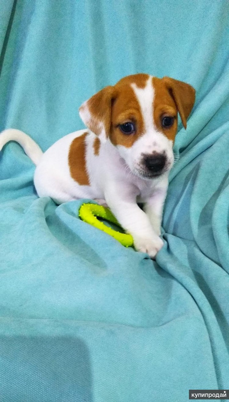 Джек Рассел собака