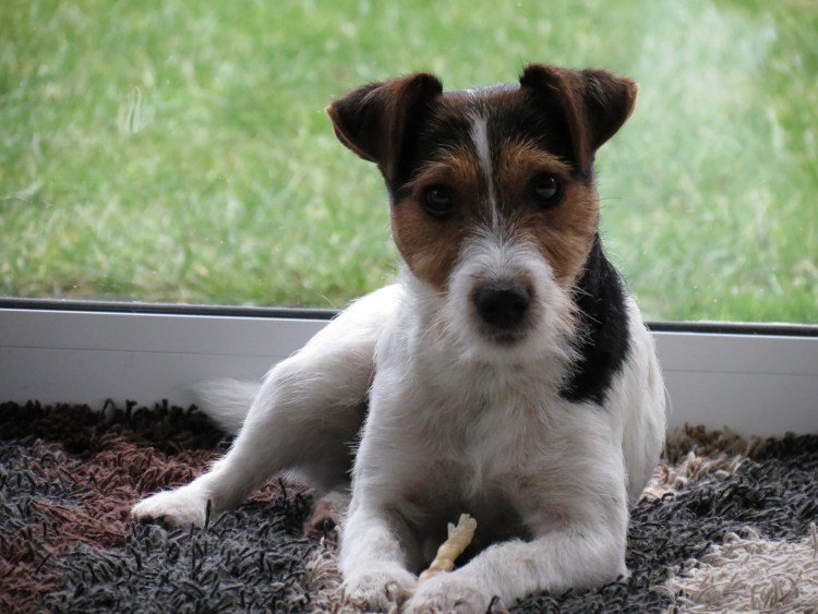 Собака Джек Рассел терьер