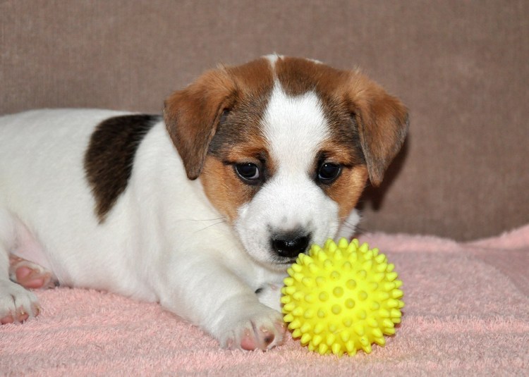Щенок Джек Рассел терьер мохнатый
