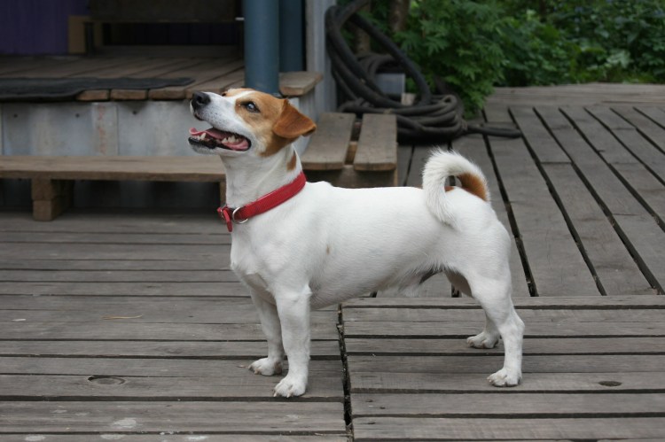 Джек-Рассел-терьер альбинос