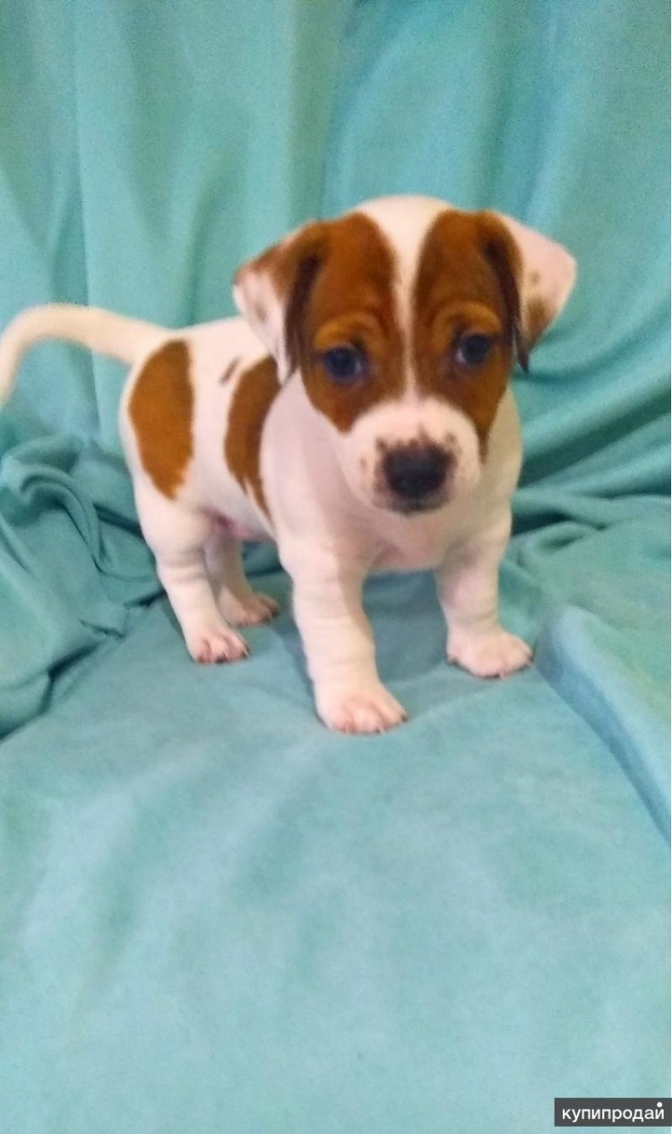 Порода собак Джек Рассел