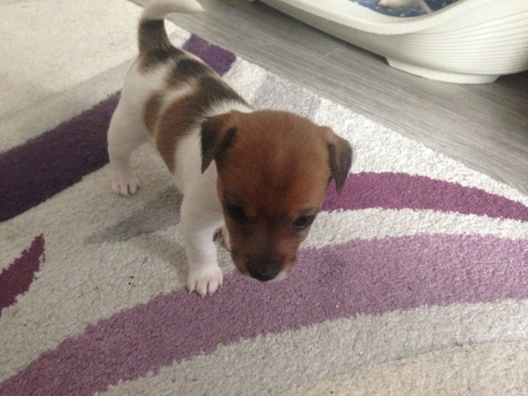 Терьер Джек Рассел терьер