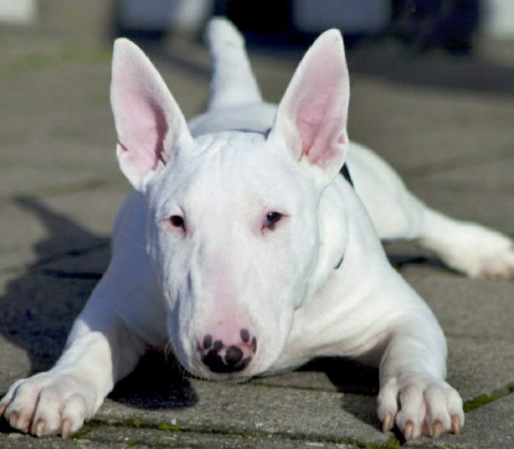 Порода мини бультерьер