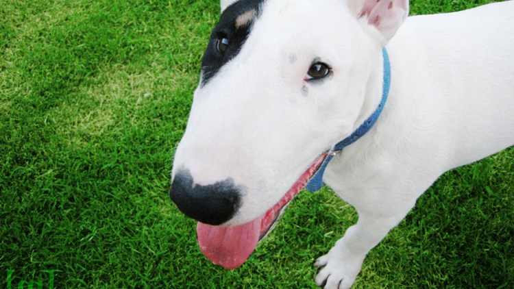 Бойцовский бультерьер щенок