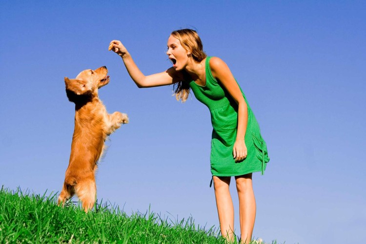 Дрессировка собак