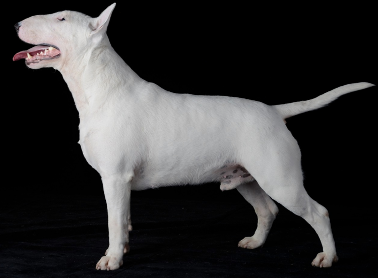 Порода бультерьер