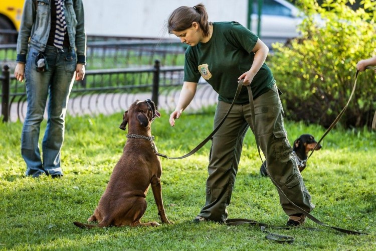 Дрессировка собак
