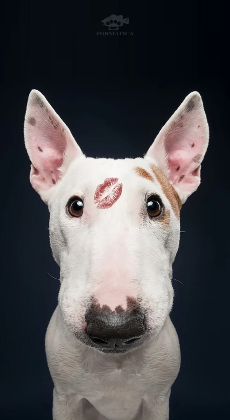 Джеймс Хинкс бультерьер