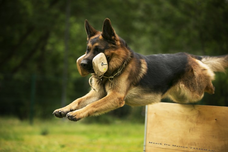 Дрессировка собак