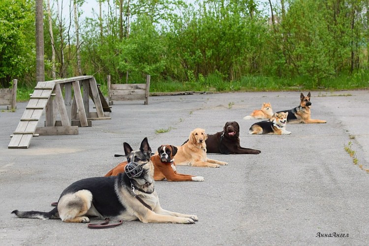 ОКД дрессировка