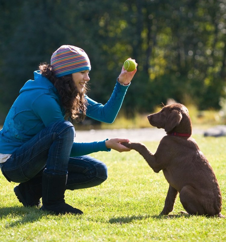 Дрессировка собак