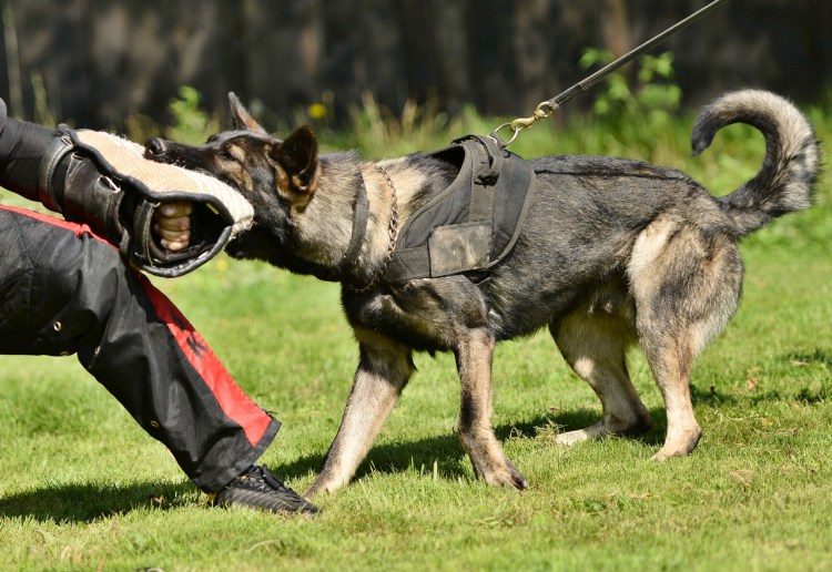 Немецкая овчарка ЗКС