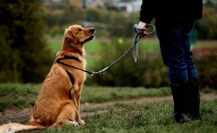 ОКД для собак