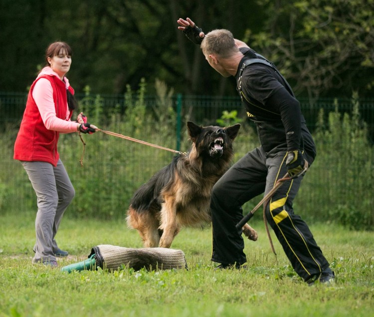 Овчарка на ОКД
