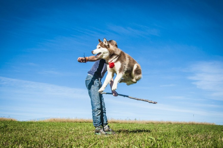 Собака хаски дрессировка собаки