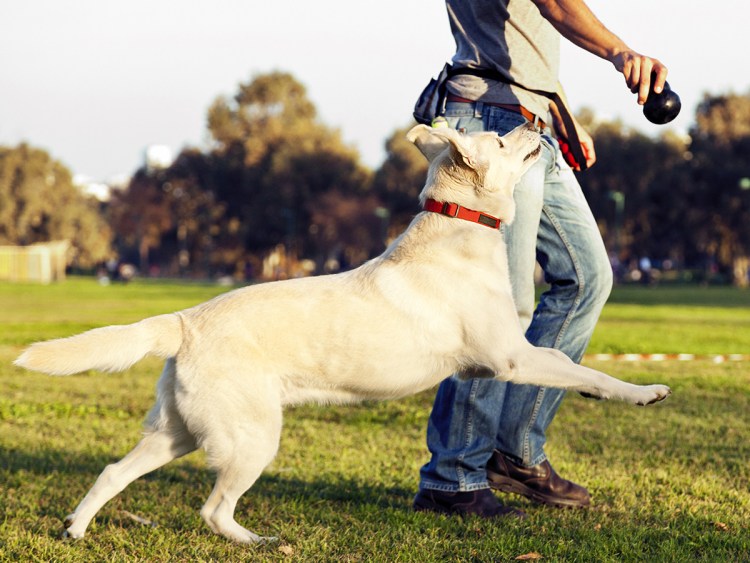 Дрессировка собак