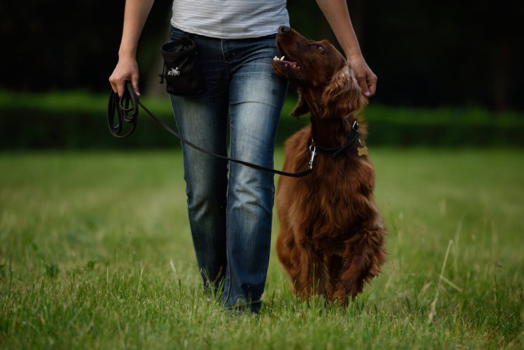 Бытовая дрессировка собак