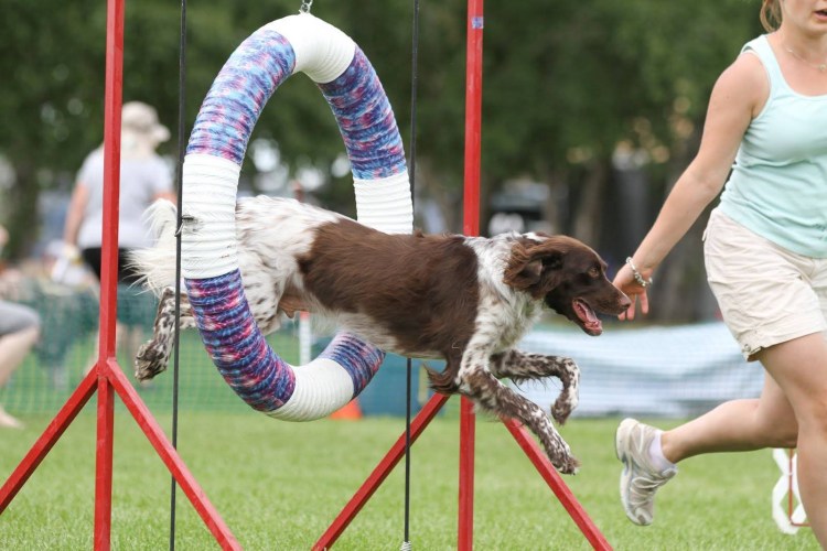 Дрессировщик собак