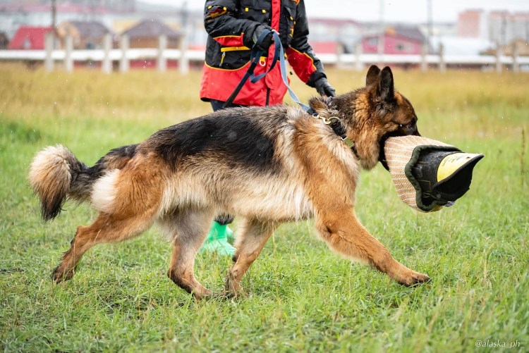 ОКД ЗКС немецкой овчарки