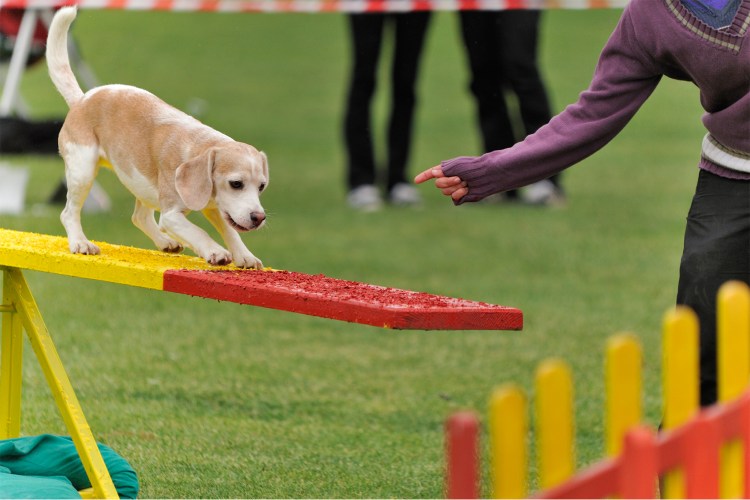 Аджилити для собак