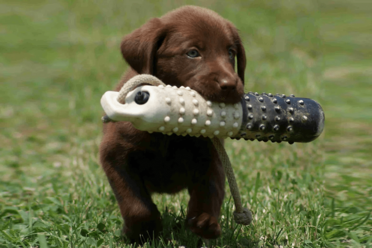 Дрессировка щенка