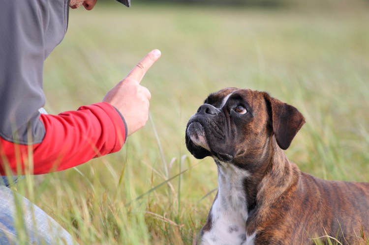 Воспитание собаки