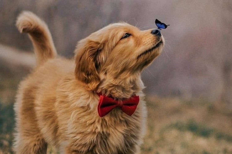 Бультерьер альбинос