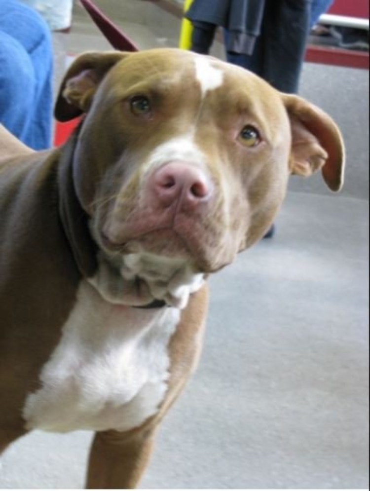 Бультерьер носик