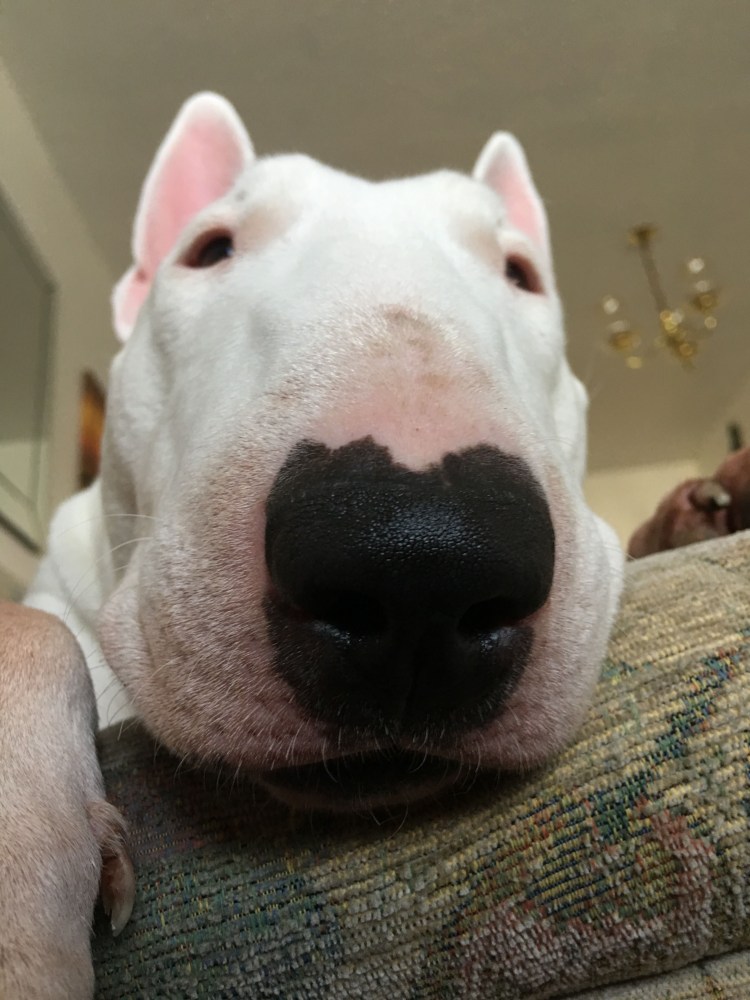 Белый щенок с розовым носом