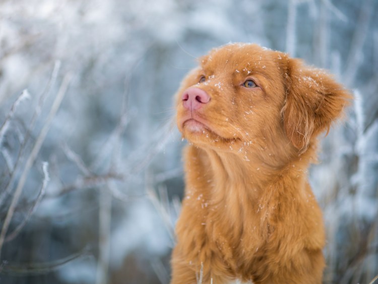 Рыжая собака с рыжим носом