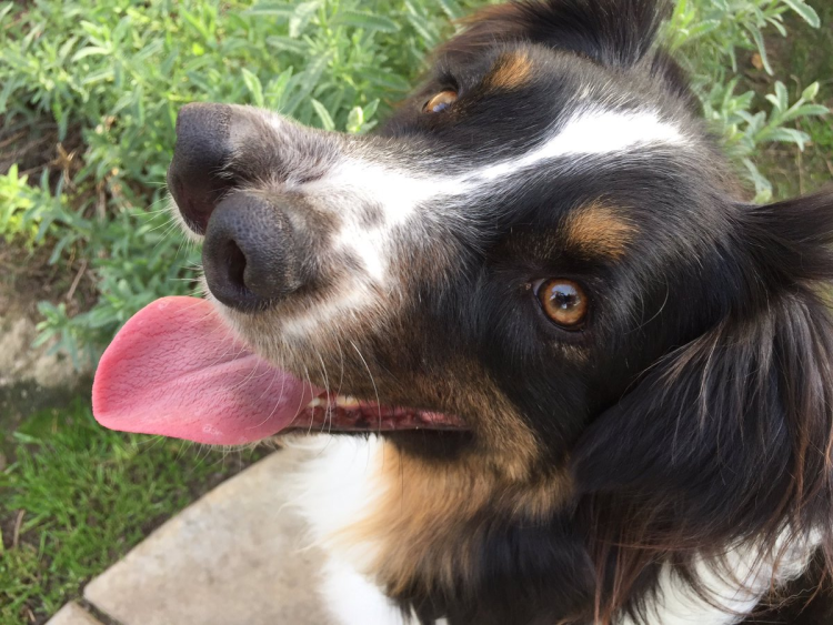 Бультерьер злой Бойцовский