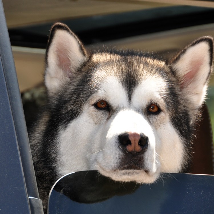 Лиловый Стаффорд