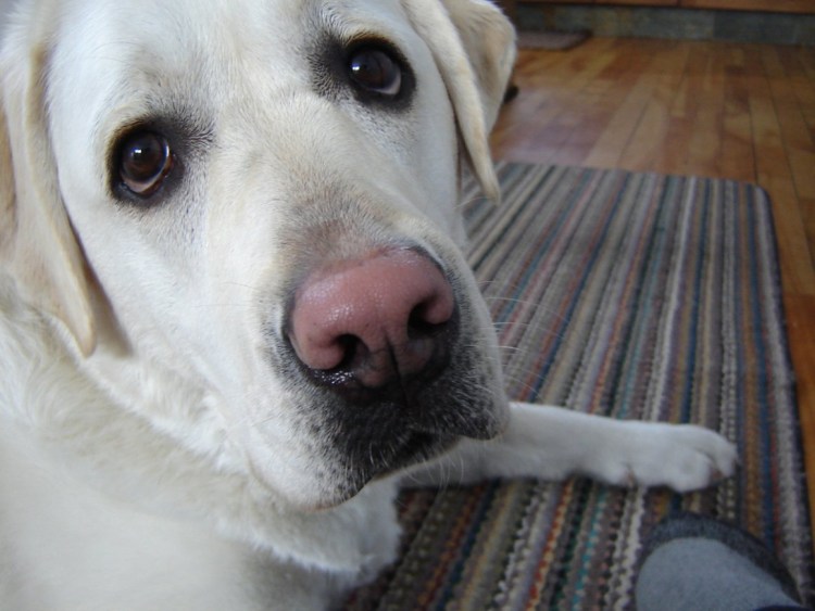 Лабрадор ретривер нос
