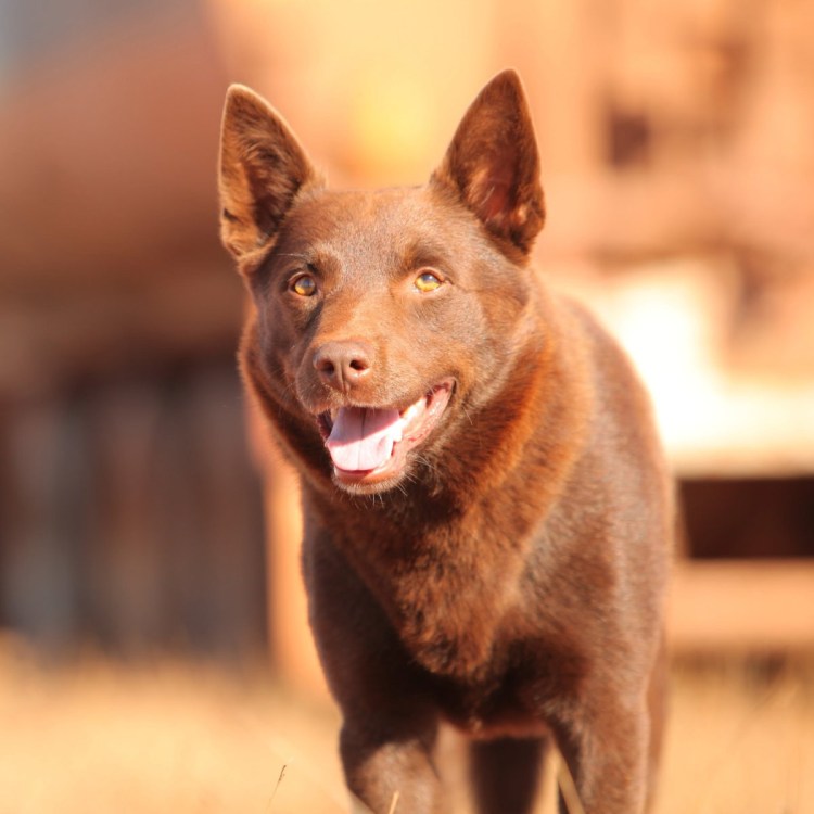 Французский бульдог белый большой