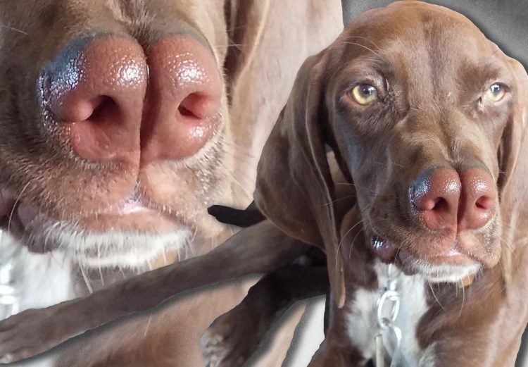 Дворняга коричневая с красным носом