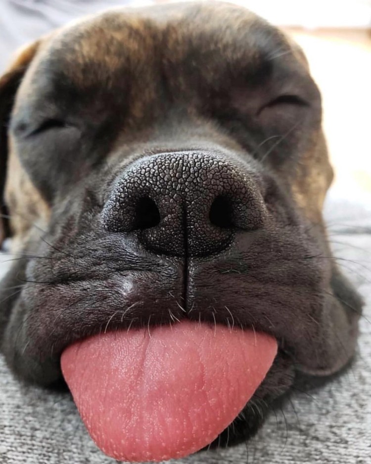 Рыжий пес (Red Dog)