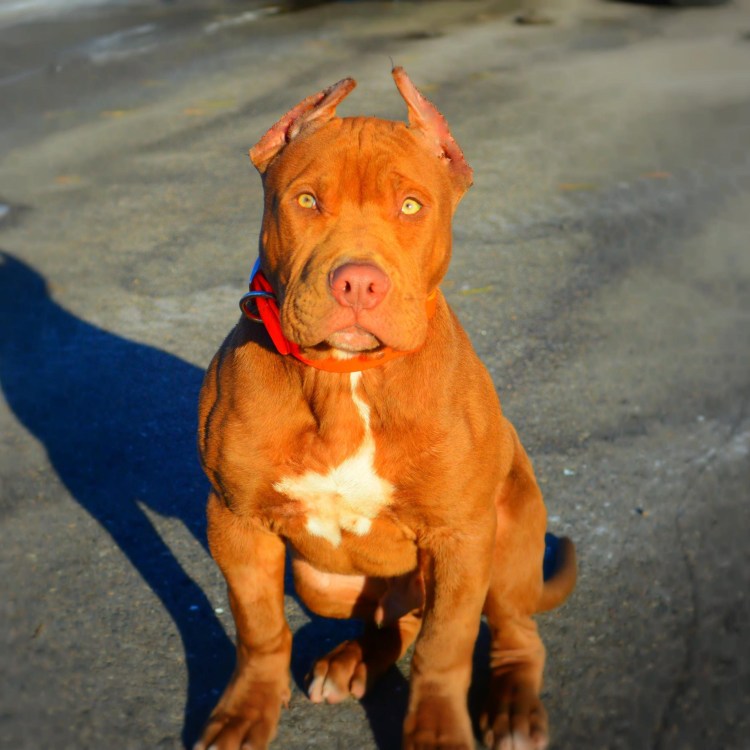 Носы разных животных